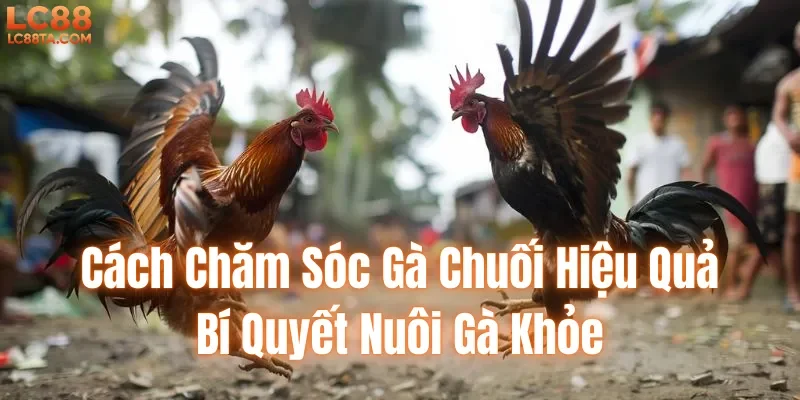 Cách Chăm Sóc Gà Chuối Hiệu Quả | Bí Quyết Nuôi Gà Khỏe