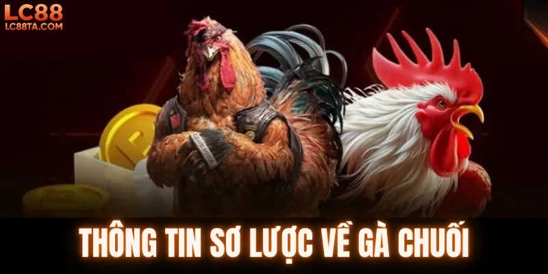Thông tin sơ lược về gà chuối